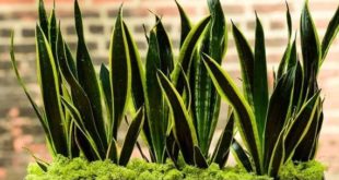 Tips Sebelum Membeli Tanaman Hias