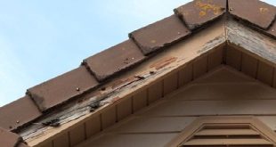 5 Cara Mengatasi Pintu Kayu yang Dimakan Rayap, Mudah dan Efektif!